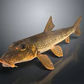 Spotted Brown And Yellow Fish With Prominent Fins Detailed Body Structure Against Dark Background