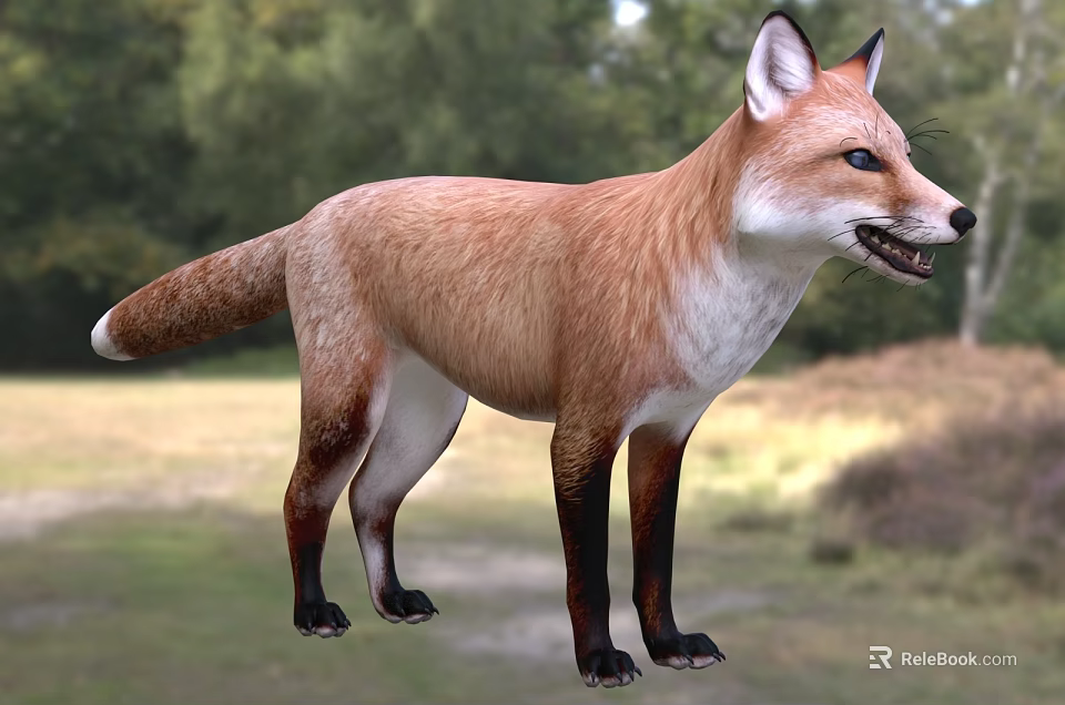 Red Fox With Reddish Brown Fur Standing In Natural Woodland Habitat 3d model 