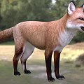 Red Fox With Reddish Brown Fur Standing In Natural Woodland Habitat