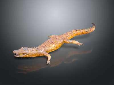 Detailed Lifelike Brown Crocodile Model on Black Background with Reflection 3d model