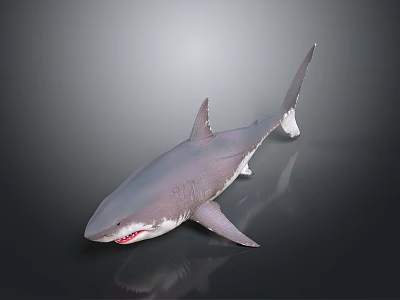 Realistic Gray Shark 3D Model With Open Mouth Sharp Teeth And Swimming Pose 3d model