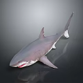 Realistic Gray Shark 3D Model With Open Mouth Sharp Teeth And Swimming Pose 3d model