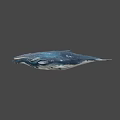 Realistic Blue White Whale with Textured Skin in Gradient Background