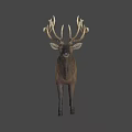 Realistic Deer With Large Antlers Standing On White Background 3d model