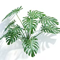 Potted Monstera Plant Featuring Large Green Hole Patterned Leaves With White Background And Shadow