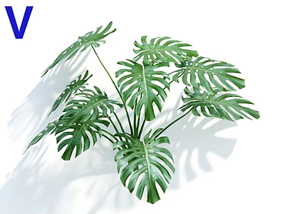 Potted Monstera Plant Featuring Large Green Hole Patterned Leaves With White Background And Shadow 3d model