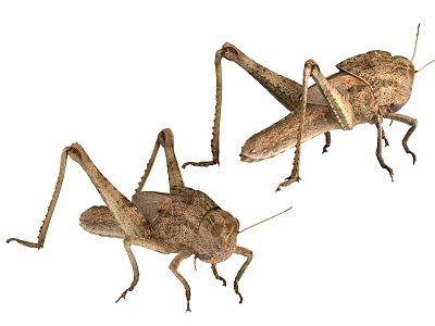 Pair of Brown Flying Grasshopper Insects With Detailed Body And Leg Features 3d model