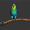 Modern Parrot Xuan Feng Parrot Budgie Shang Parrot 3d model