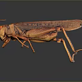 Orange Locust With Detailed Wings And Legs On Dark Reflective Surface