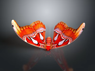 Vibrant Red and Orange Moth Wings With White Spots On Dark Background 3d model