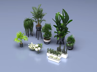 Indoor Potted Plants Large Green Plants Small Succulents White Flowers And Different Pots With Stands 3d model