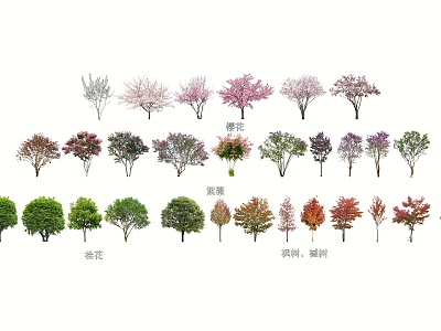 Commonly used small trees flowering trees osmanthus crape myrtle maple cherry blossom model