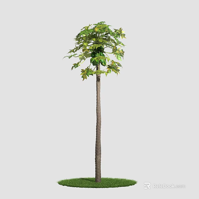 Tall Tree with Slender Trunk and Lush Green Leaves on Top 3d model 