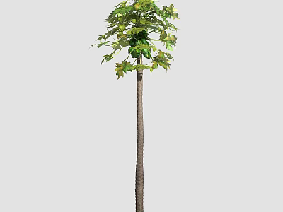 Tall Tree with Slender Trunk and Lush Green Leaves on Top 3d model