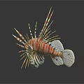 Vibrant Lionfish With Red Orange Stripes And Long Spiny Fins On Black Background