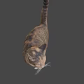 Brown And White Tabby Cat In Standing Pose With Gray Background