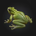 Green Frog With Big Eyes And Smooth Skin On Black Background