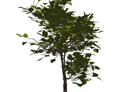Arbor Featuring Lush Green Foliage And Strong Trunk In Natural Scene 3d model