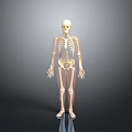 Realistic Human Skeleton Model with Blue Internal Structures and Gray Gradient Background