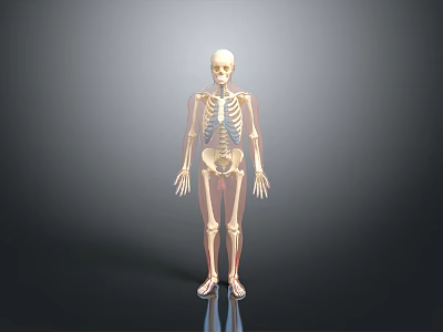 Realistic Human Skeleton Model with Blue Internal Structures and Gray Gradient Background 3d model