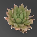 Vibrant Succulent Plant With Green And Pink Rosette Shaped Leaves For Indoor Decoration