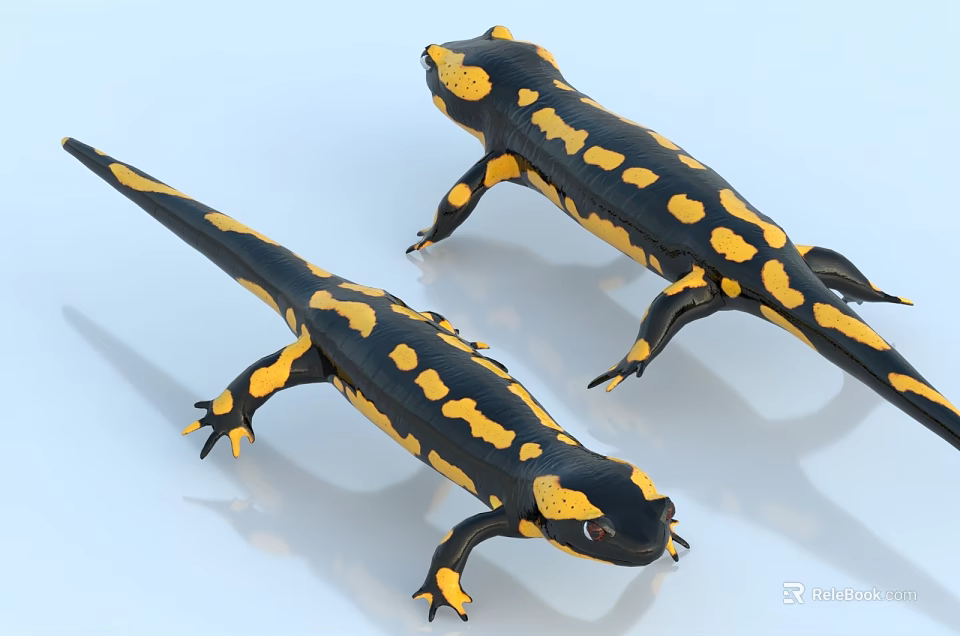 Two Black And Yellow Salamanders With Bright Yellow Spots In Natural Posture On White Background 3d model 
