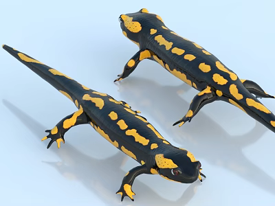 Two Black And Yellow Salamanders With Bright Yellow Spots In Natural Posture On White Background 3d model