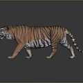 Realistic Tiger With Orange Black Stripes Walking On Gray Background With Reflection 3d model