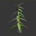 Green Plant With Slender Stem And Multiple Leaves On Gray Background
