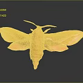 Modern Butterfly Various Butterfly Set Colored Butterfly 3d model