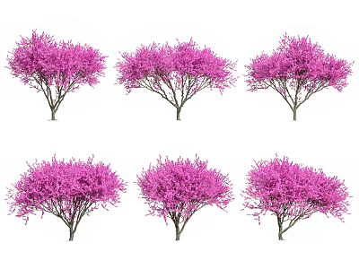 Multiple Arbor Trees Showcasing Vibrant Pink Flowers In Full Bloom 3d model
