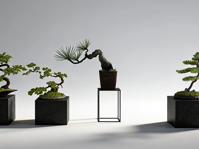 Bonsai Trees With Curved Branches And Lush Foliage In Black Square Pots And Metal Stand 3d model