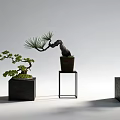 Bonsai Trees With Curved Branches And Lush Foliage In Black Square Pots And Metal Stand