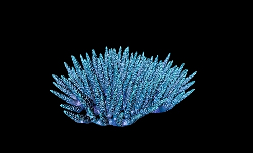 Modern Coral Undersea Coral 3d model