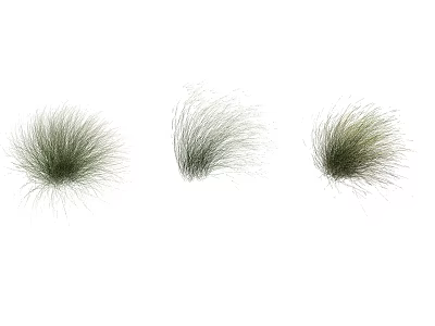 Decorative Ornamental Grass With Three Different Shapes Green Foliage And Fluffy Texture 3d model