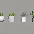 Indoor Succulent Plants In Various White Pots Arranged On Gray Shelf