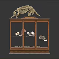 Wooden Display Case With Glass Doors Holding Skeleton And Specimens On Shelves