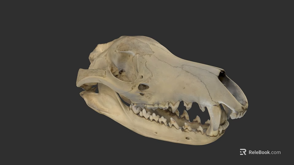 Close Up View Of Animal Skull Skeleton With Sharp Teeth And Eye Sockets 3d model 