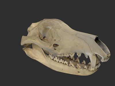 Close Up View Of Animal Skull Skeleton With Sharp Teeth And Eye Sockets 3d model