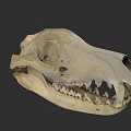 Close Up View Of Animal Skull Skeleton With Sharp Teeth And Eye Sockets