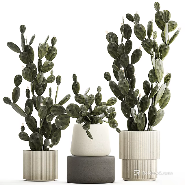 Textured White Ceramic Vases With Lush Green Leafy Cacti Home Decor 3d model 