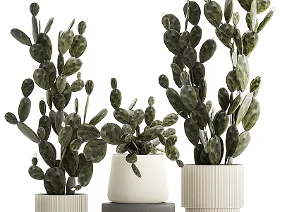 Textured White Ceramic Vases With Lush Green Leafy Cacti Home Decor 3d model