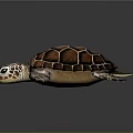 Vibrant Sea Turtle With Patterned Shell Striped Flippers And Reflection On Dark Background 3d model