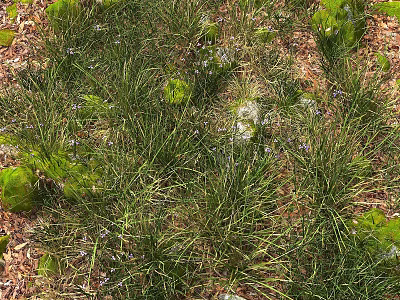 Lush Green Grass With Purple Flowers Moss And Dry Leaves On Ground 3d model