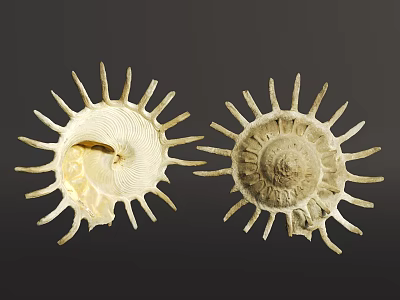 Modern Shell Conch 3d model