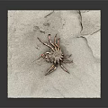 Close Up View Of A Crab On Sandy Beach With Detailed Legs