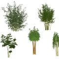 Various Bamboo Plants With Different Heights And Leaf Shapes For Garden Decor