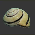 Shiny Spiral Shell With Cream White Base And Dark Brown Stripes