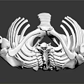 Anatomical Human Skeleton Model With Spine And Ribs For Medical Teaching