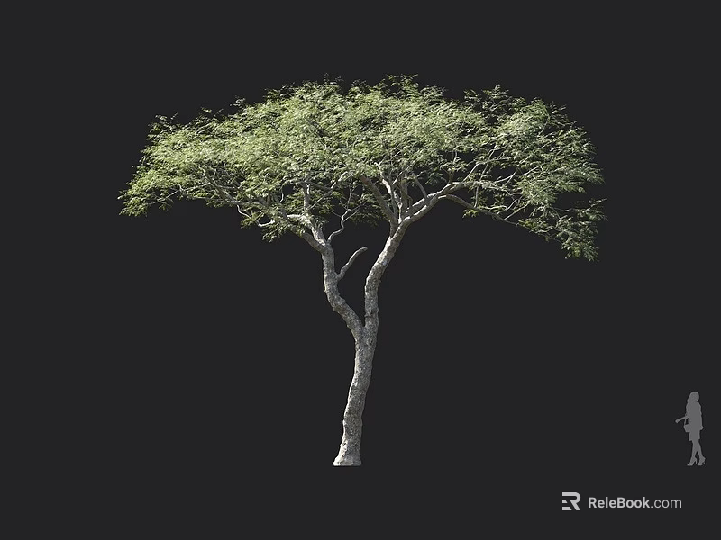 Leafy Green Arbor Featuring Slender Trunk Forked Branches And Human Figure For Scale 3d model